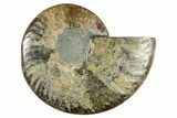 Cut & Polished Ammonite Fossil (Half) - Madagascar #282628-1